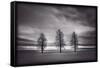 Three Trees-Steve Gadomski-Framed Stretched Canvas