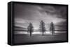Three Trees-Steve Gadomski-Framed Stretched Canvas