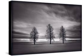 Three Trees-Steve Gadomski-Stretched Canvas