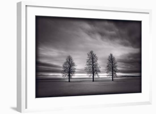 Three Trees-Steve Gadomski-Framed Photographic Print