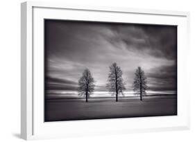 Three Trees-Steve Gadomski-Framed Photographic Print