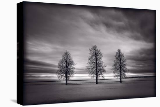 Three Trees-Steve Gadomski-Stretched Canvas