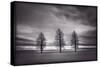 Three Trees-Steve Gadomski-Stretched Canvas