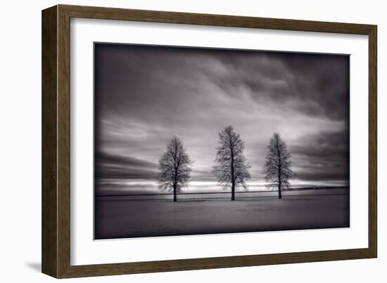 Three Trees-Steve Gadomski-Framed Photographic Print