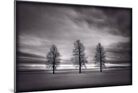 Three Trees-Steve Gadomski-Mounted Photographic Print