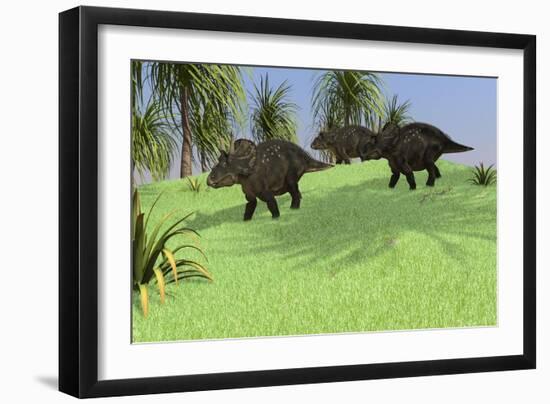 Three Triceratops Walking across an Open Field-null-Framed Art Print