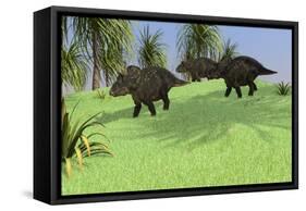 Three Triceratops Walking across an Open Field-null-Framed Stretched Canvas
