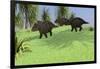 Three Triceratops Walking across an Open Field-null-Framed Art Print