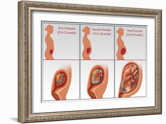 Three Trimesters-Gwen Shockey-Framed Giclee Print