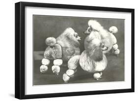 Three Trimmed Miniature Poodles-null-Framed Art Print