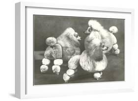 Three Trimmed Miniature Poodles-null-Framed Art Print