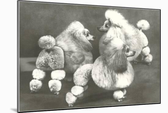 Three Trimmed Miniature Poodles-null-Mounted Art Print