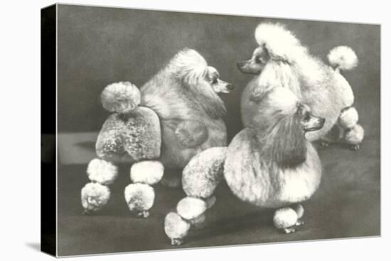 Three Trimmed Miniature Poodles-null-Stretched Canvas