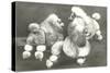 Three Trimmed Miniature Poodles-null-Stretched Canvas