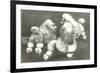 Three Trimmed Miniature Poodles-null-Framed Premium Giclee Print