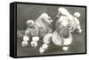 Three Trimmed Miniature Poodles-null-Framed Stretched Canvas