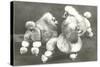 Three Trimmed Miniature Poodles-null-Stretched Canvas