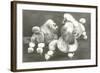 Three Trimmed Miniature Poodles-null-Framed Art Print