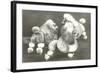 Three Trimmed Miniature Poodles-null-Framed Art Print