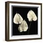 Three Tropicals-Michael Harrison-Framed Giclee Print