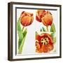 Three Tulip Studies in a Sure, 2013-Jennifer Abbott-Framed Giclee Print