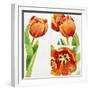 Three Tulip Studies in a Sure, 2013-Jennifer Abbott-Framed Giclee Print