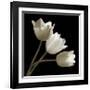 Three Tulips-Michael Harrison-Framed Giclee Print