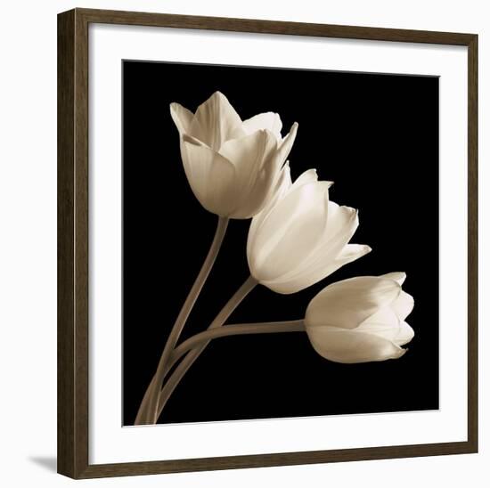 Three Tulips-Michael Harrison-Framed Art Print