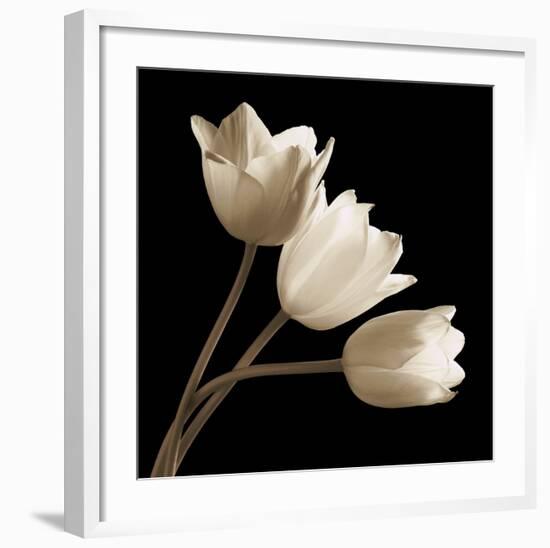 Three Tulips-Michael Harrison-Framed Art Print