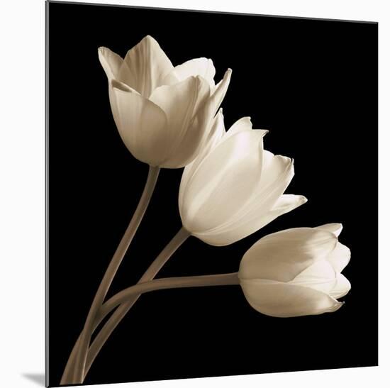 Three Tulips-Michael Harrison-Mounted Art Print