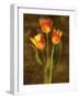 Three Tulips-John Seba-Framed Art Print