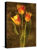 Three Tulips-John Seba-Stretched Canvas