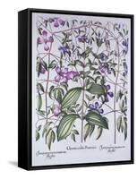 Three Types of Clematis, from 'Hortus Eystettensis', by Basil Besler (1561-1629), Pub. 1613 (Hand-C-German School-Framed Stretched Canvas