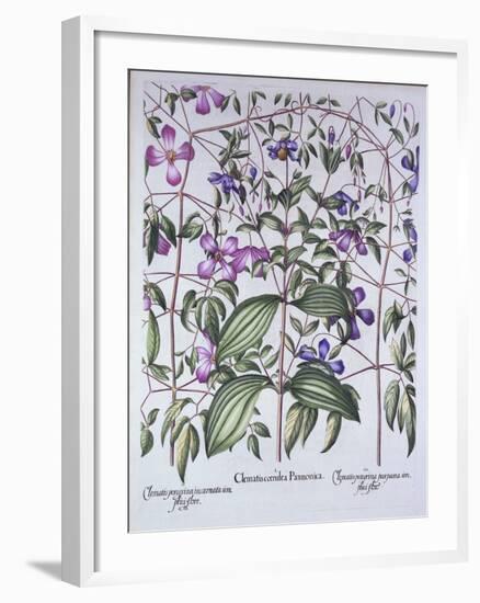 Three Types of Clematis, from 'Hortus Eystettensis', by Basil Besler (1561-1629), Pub. 1613 (Hand-C-German School-Framed Giclee Print