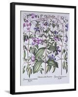 Three Types of Clematis, from 'Hortus Eystettensis', by Basil Besler (1561-1629), Pub. 1613 (Hand-C-German School-Framed Giclee Print