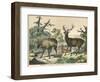 Three Types of Deer: Caribou, Elk, and Female Deer-null-Framed Photographic Print