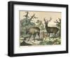 Three Types of Deer: Caribou, Elk, and Female Deer-null-Framed Photographic Print