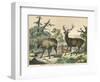 Three Types of Deer: Caribou, Elk, and Female Deer-null-Framed Photographic Print