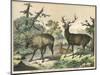 Three Types of Deer: Caribou, Elk, and Female Deer-null-Mounted Photographic Print