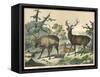 Three Types of Deer: Caribou, Elk, and Female Deer-null-Framed Stretched Canvas