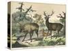 Three Types of Deer: Caribou, Elk, and Female Deer-null-Stretched Canvas