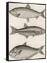 Three Types of Herring: 1. Common Herring 2. Silver-Striped Herring 3. African Herring-J. Pass-Framed Stretched Canvas