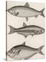 Three Types of Herring: 1. Common Herring 2. Silver-Striped Herring 3. African Herring-J. Pass-Stretched Canvas