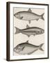 Three Types of Herring: 1. Common Herring 2. Silver-Striped Herring 3. African Herring-J. Pass-Framed Premium Photographic Print