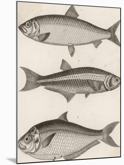 Three Types of Herring: 1. Common Herring 2. Silver-Striped Herring 3. African Herring-J. Pass-Mounted Premium Photographic Print