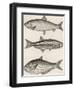 Three Types of Herring: 1. Common Herring 2. Silver-Striped Herring 3. African Herring-J. Pass-Framed Photographic Print