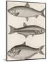 Three Types of Herring: 1. Common Herring 2. Silver-Striped Herring 3. African Herring-J. Pass-Mounted Photographic Print