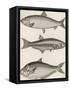 Three Types of Herring: 1. Common Herring 2. Silver-Striped Herring 3. African Herring-J. Pass-Framed Stretched Canvas