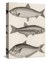 Three Types of Herring: 1. Common Herring 2. Silver-Striped Herring 3. African Herring-J. Pass-Stretched Canvas