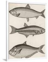 Three Types of Herring: 1. Common Herring 2. Silver-Striped Herring 3. African Herring-J. Pass-Framed Photographic Print